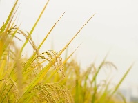 割禾喽！丰收氛围感来了~