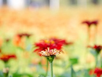 10000㎡百日草开了~