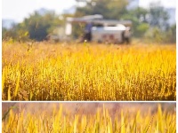 当「美拉德」的风吹到东西湖