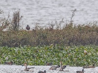 东西湖，小天鹅来了！