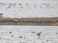 东西湖，小天鹅来了！