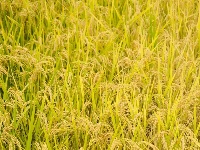 割禾喽！丰收氛围感来了~