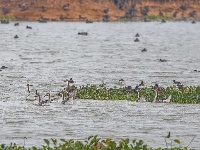 东西湖，小天鹅来了！