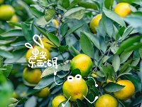 柏泉的橘子，熟啦！