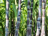 甘蔗地里啃甘蔗，甜！