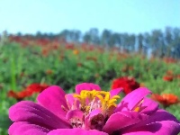 10000㎡百日草开了~