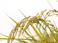 割禾喽！丰收氛围感来了~