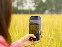 割禾喽！丰收氛围感来了~