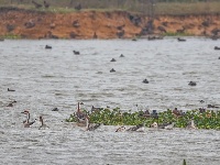 东西湖，小天鹅来了！