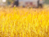 割禾喽！丰收氛围感来了~