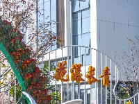 第27届菊展在樱花溪公园文化段绚丽揭幕！