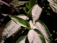 ❄️听说，你们都在等！