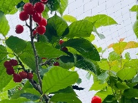 田园多巴胺来了！