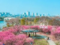 赏 梅 倒 计 时 ！