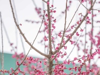 这儿，梅花开！