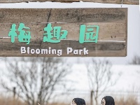 这儿，梅花开！