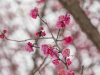 这儿，梅花开！