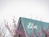 这儿，梅花开！