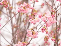 东西湖的春天，你会怎么写？