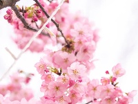 东西湖的春天，你会怎么写？