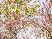 东西湖的春天，你会怎么写？