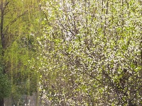 东西湖的春天，你会怎么写？