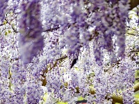 东西湖这里，藏着一片紫色“瀑布”！