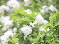 来“尝一口”春日限定~