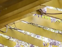 东西湖这里，藏着一片紫色“瀑布”！