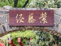 东西湖这里，藏着一片紫色“瀑布”！