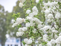 来“尝一口”春日限定~