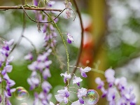 东西湖这里，藏着一片紫色“瀑布”！