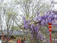 东西湖这里，藏着一片紫色“瀑布”！