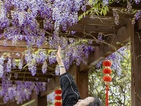 东西湖这里，藏着一片紫色“瀑布”！