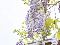 东西湖这里，藏着一片紫色“瀑布”！