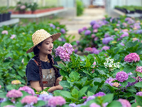 1朵、2朵，5万朵！花海在这儿（免费进）