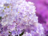 1朵、2朵，5万朵！花海在这儿（免费进）