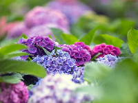 1朵、2朵，5万朵！花海在这儿（免费进）