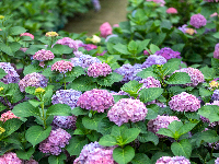 1朵、2朵，5万朵！花海在这儿（免费进）