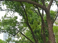 夏日荫凉 “小确幸”