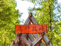 清晨，唤醒你的是黄鹂
