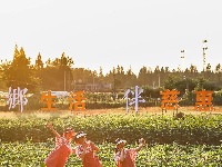 清晨，唤醒你的是黄鹂