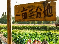 清晨，唤醒你的是黄鹂