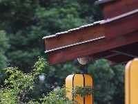东西湖这里，藏着一处「世外桃源」