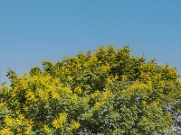 高粱红了，秋天来了