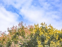 东西湖的金色花海，限时绝美！