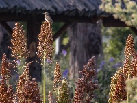 高粱红了，秋天来了