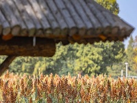 高粱红了，秋天来了