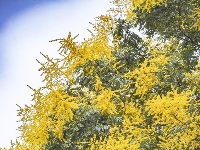 东西湖的金色花海，限时绝美！