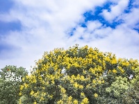 东西湖的金色花海，限时绝美！